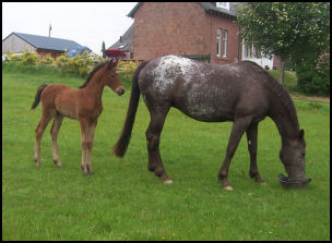 Knabstrupper colt